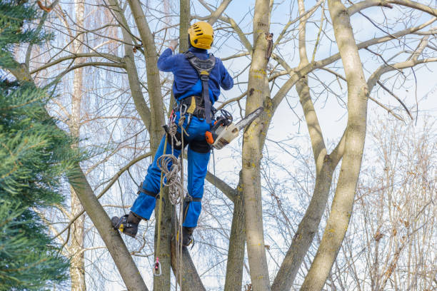 Best Commercial Tree Removal  in USA